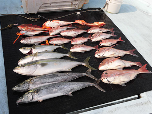 釣って楽しく食べて美味しい本日の釣果