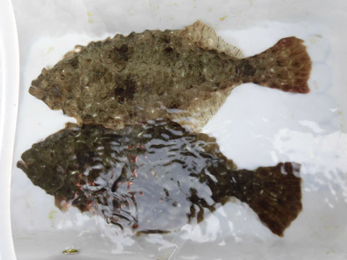 恵さんはいつの間にか2匹目をゲット