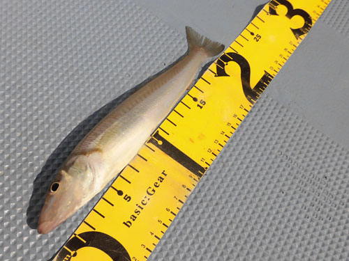 サイズは20cm前後、刺し身もイケる!
