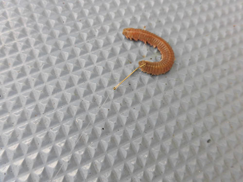 船長に見せて貰った餌付け、ご参考まで