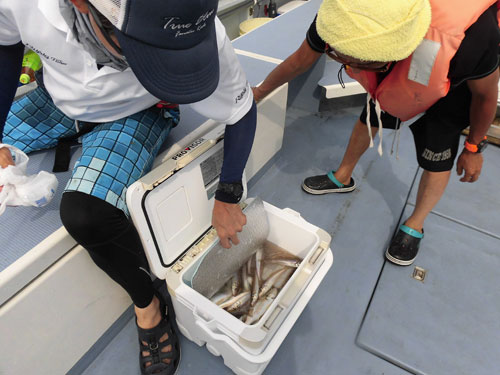 釣果は概ね30~40匹、良い釣りだ