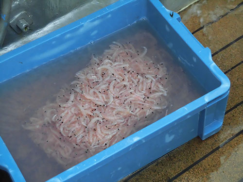 出船時、海水に漬けると程よく解凍