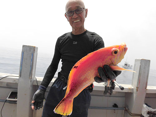 カツオ仕掛けにきた良型のアカイサキ