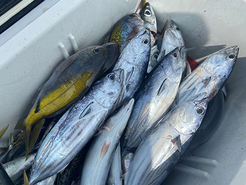 取材後日にはこんな大釣りも(船長撮影)