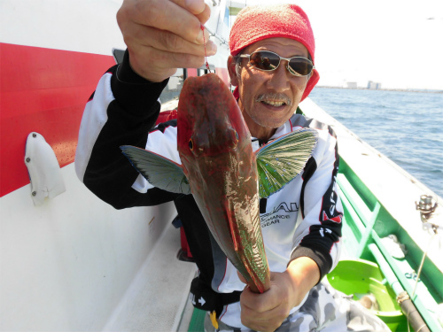 50cm前後の大きなホウボウ!