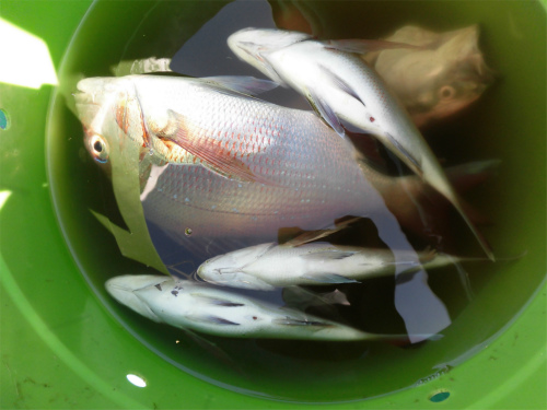 にぎやかな魚バケツ