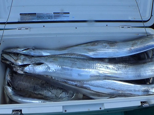 “テンヤ・タチウオ”の釣果