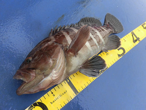 いくら釣れても困らない高級魚、マハタ