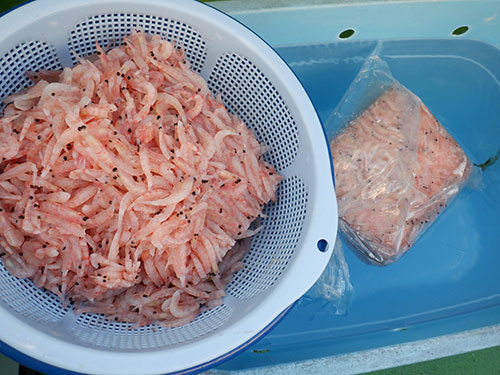 付け餌はコマセの中から拾った