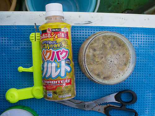 餌の添加剤でアサリの滑り止めと締めを行う