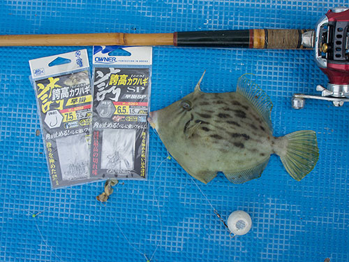 のんびり釣るつもりでも「熱く」なるのがカワハギ釣り