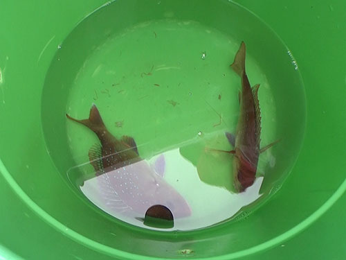 桶の中で元気に泳ぐマダイ
