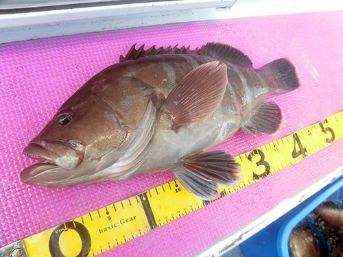 底ダナ5mで食った55cm2kgのマハタ