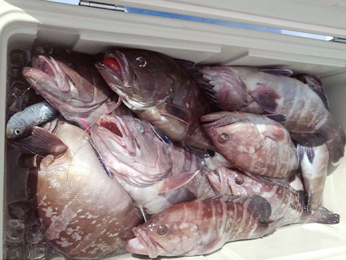 マハタは幾ら釣れても困らない(船長撮影)