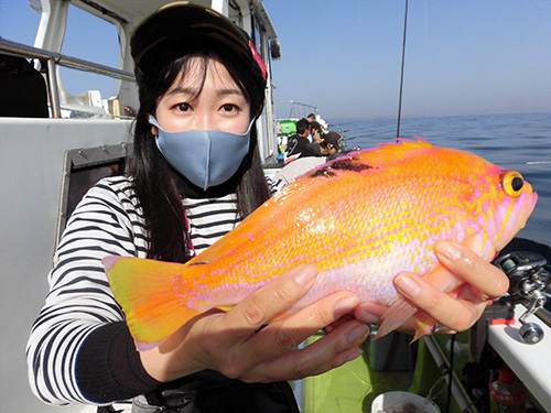 大型のアカイサキ