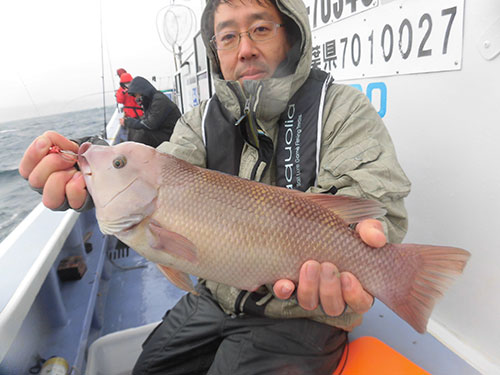 カンダイは見かけによらず美味しい魚