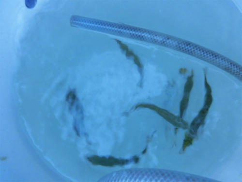 釣り座のバケツにイワシを入れておく
