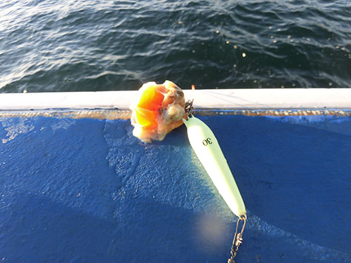 たっぷりとアオヤギを付けて魚を寄せる