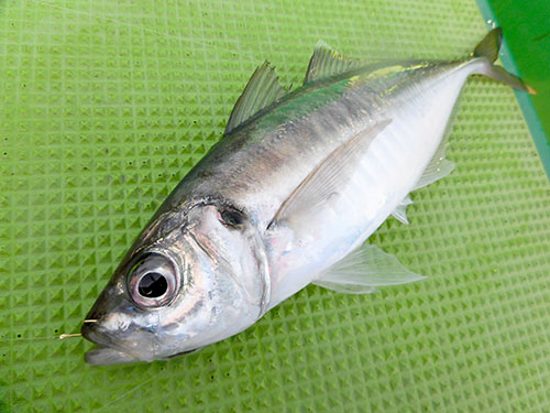 味に定評のある東京湾のマアジ