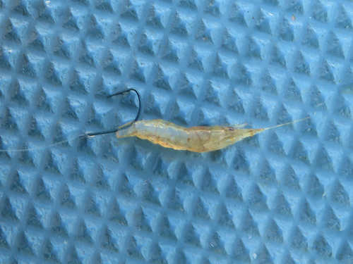 餌付けは尾鰭をハサミで切り、切り面から通して背中に抜くのが基本