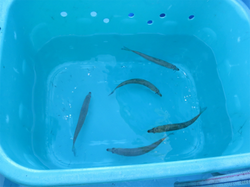この日の活マイワシ、サイズは15~20cm