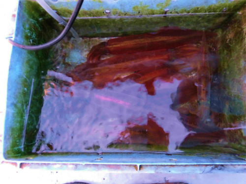 イカが釣れたら足元の桶に