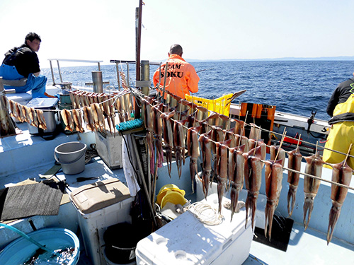 東京湾口でスルメイカ絶好調 イカ暖簾 満開で船上は春爛漫 釣りビジョン マガジン 釣りビジョン