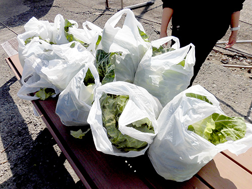 お土産の三浦の野菜がまた嬉しい