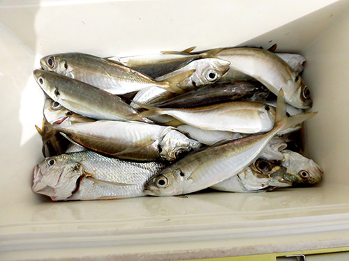 私もかなり釣った!