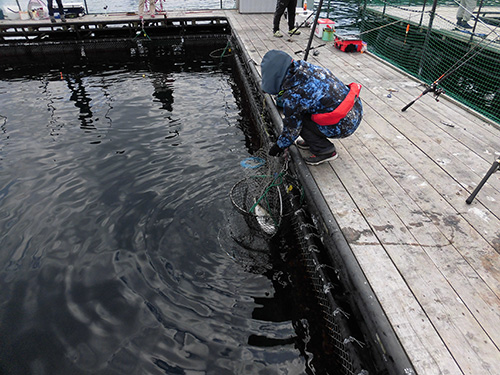 釣れた魚はスカリに入れて活かしておく