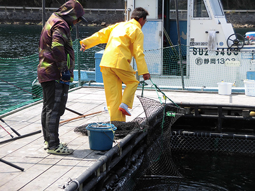 昼頃、スタッフがスカリの魚を回収