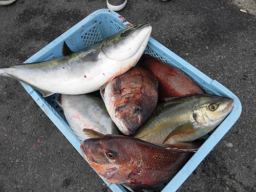 一般的な釣果、50Lクーラーが満タンに