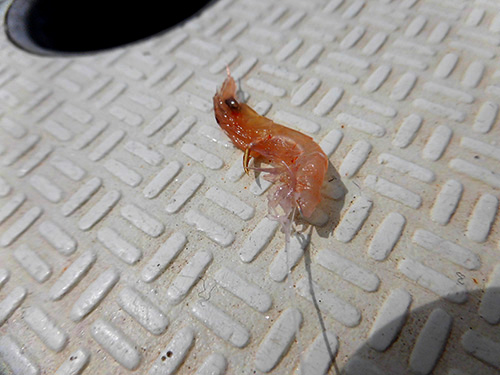 付け餌のオキアミは尻尾を切って
