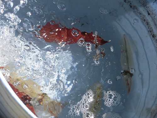 ポツリポツリの釣果、めげずに頑張る