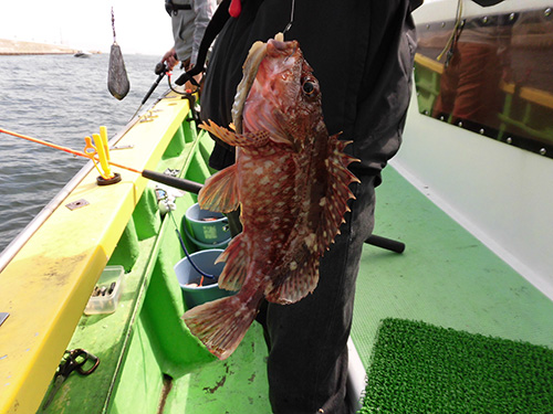 25cm級のカサゴ、大きい!