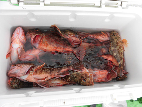 夏の本番にはもっと釣れるらしい!