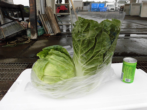お土産の三浦野菜(ミニ白菜とキャベツ)とお茶