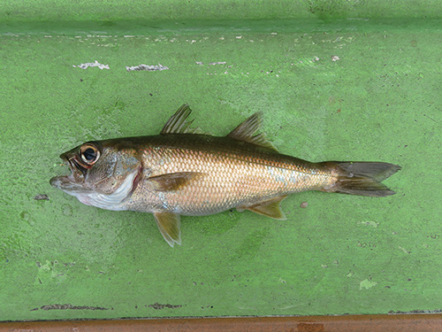 綺麗な高級魚のクロムツ
