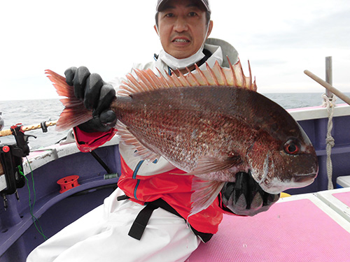 良型のマダイが食い付いた!
