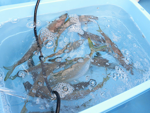 同じ釣り場で大・中・小サイズが釣れる