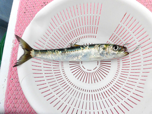 こんな風にハリを刺す