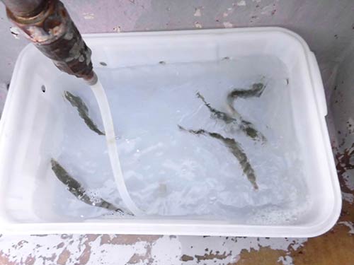 餌の活イワシは5匹ずつ配られる