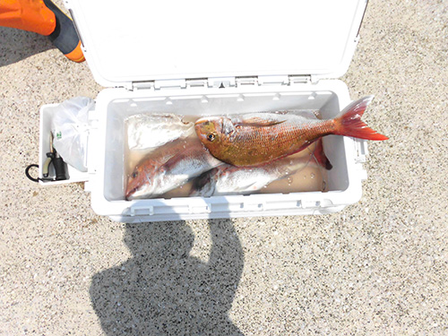 2kg前後のマダイ!素晴らしい釣果だ!