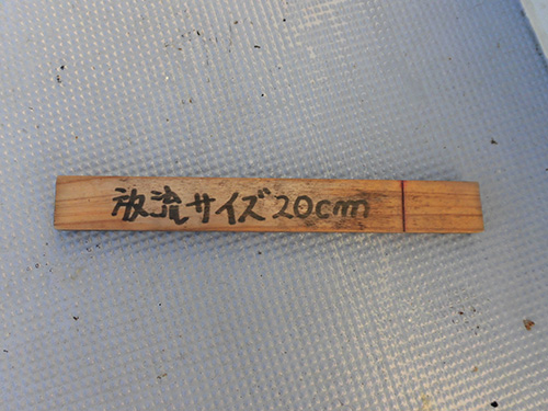 小型のマダイはリリース