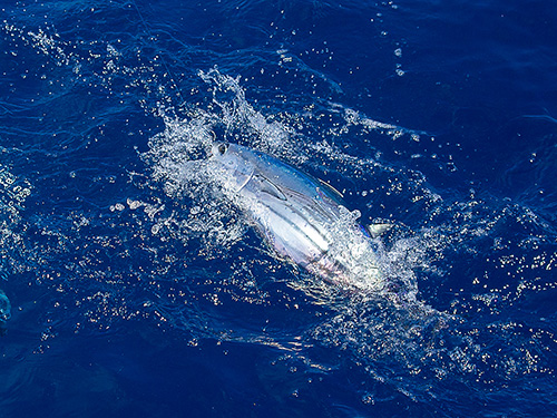 最高の釣り味だ