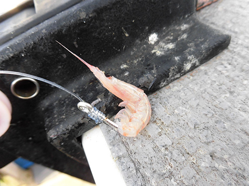 カツオ釣りでは軸に沿って丸く付ける