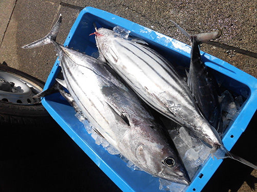 この日のサイズは2~4kg、今後も期待大