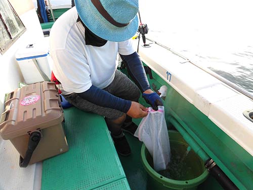釣れたタコを入れる洗濯ネットは今や定番