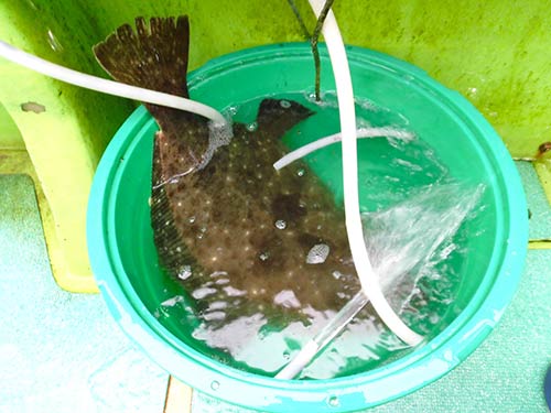 釣れた魚は一旦足元の桶に入れる