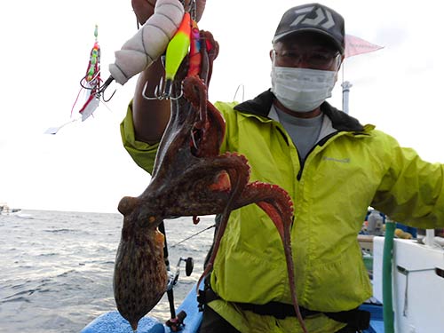 石を抱いてマダコが釣れて来た